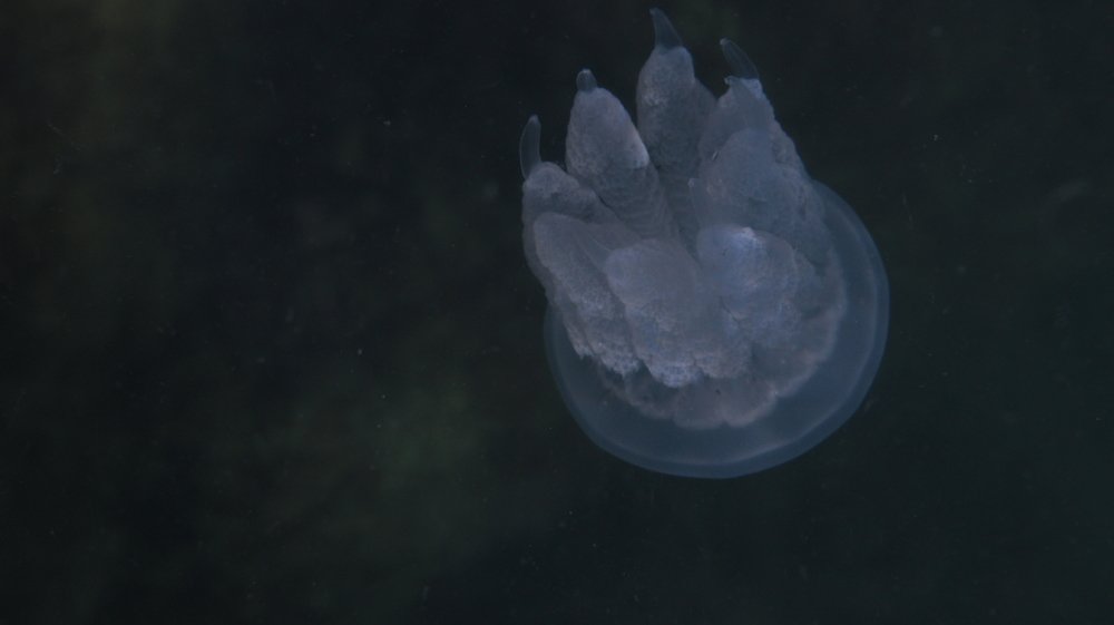 Photograph by Владимир Ясюкевич