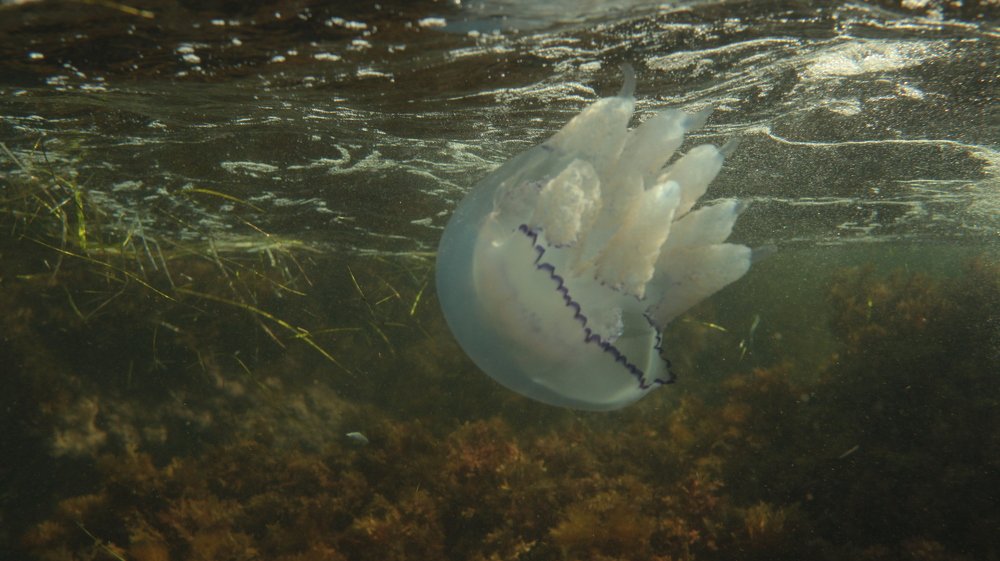 Photograph by Владимир Ясюкевич