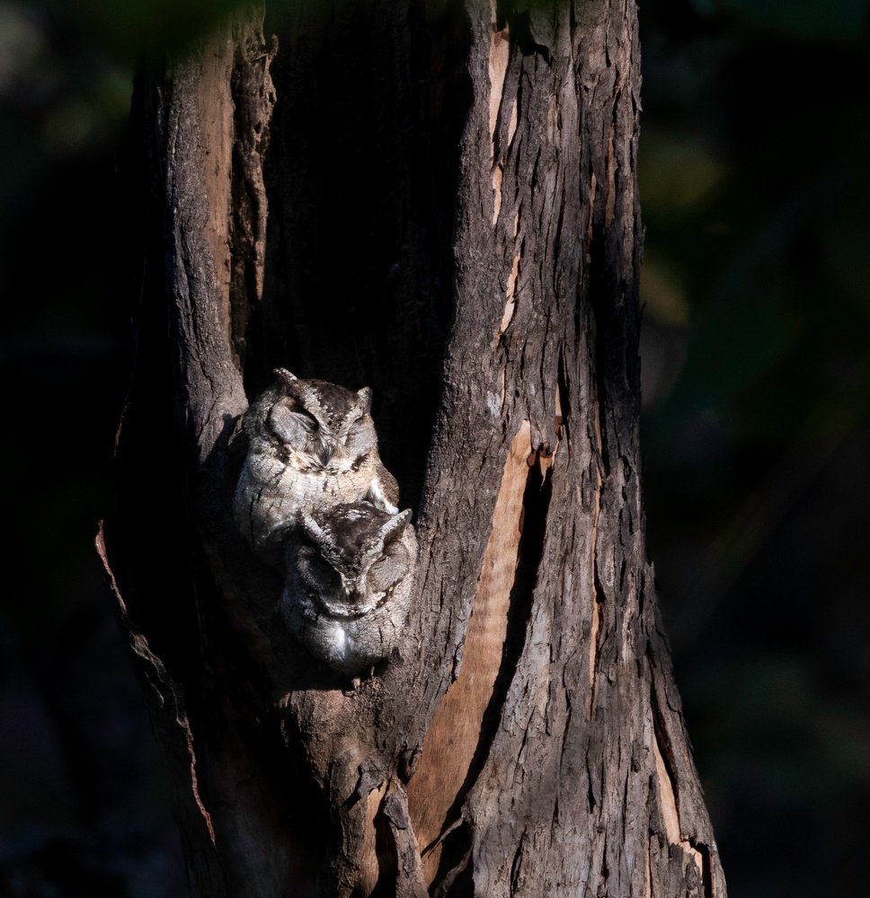 Couple picture of scopes owlet