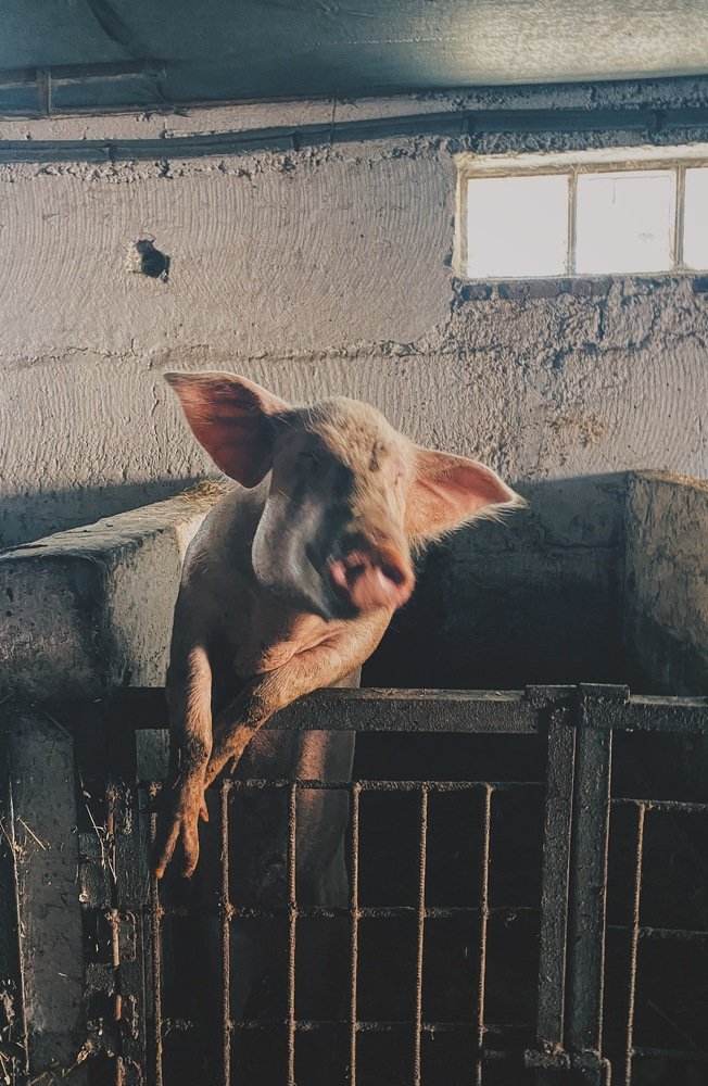 Photograph by Ольга Петухова