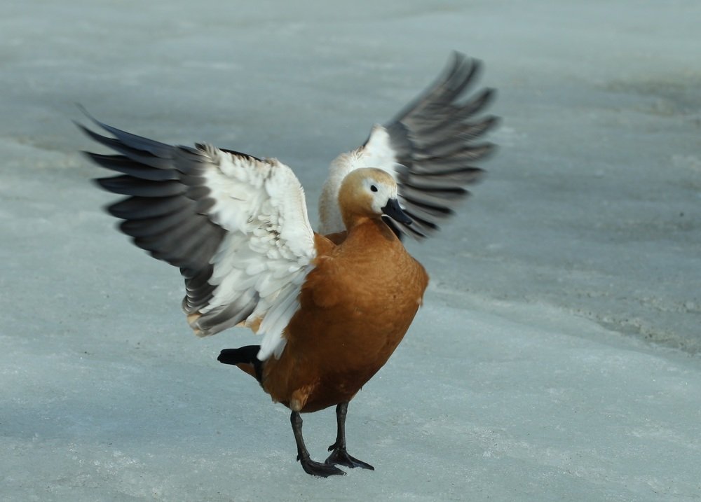 Photograph by Владимир Ясюкевич