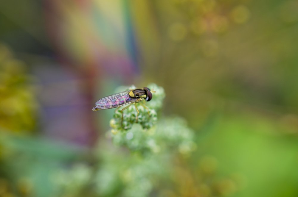Photograph by Михаил Серебренников