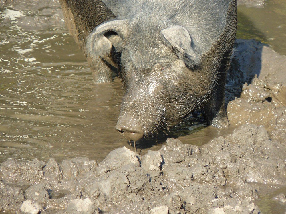 Photo #4992694