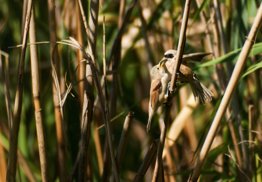 Photograph by Desanka Kocoljevac