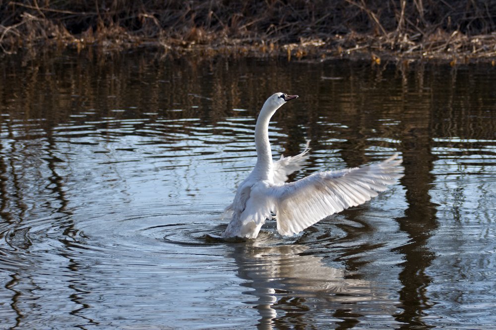 Photograph by Desanka Kocoljevac