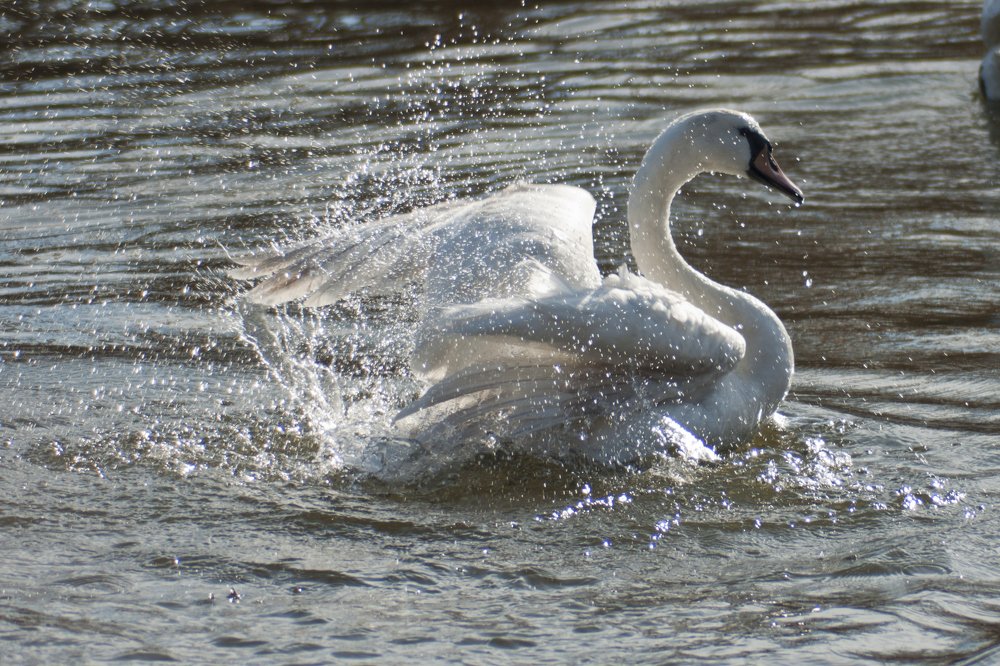 Photograph by Desanka Kocoljevac