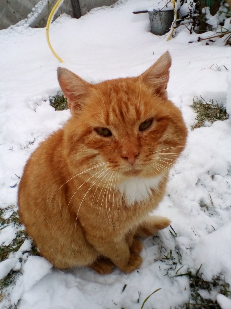 Деревенский кот.