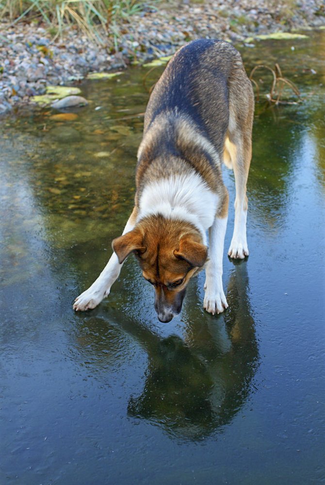 Фотография автора Анатолий Макоедов
