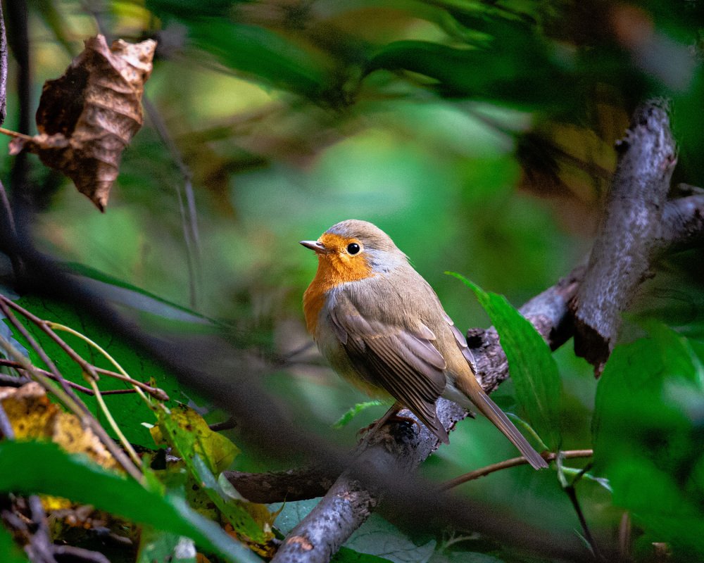 robin redbreast