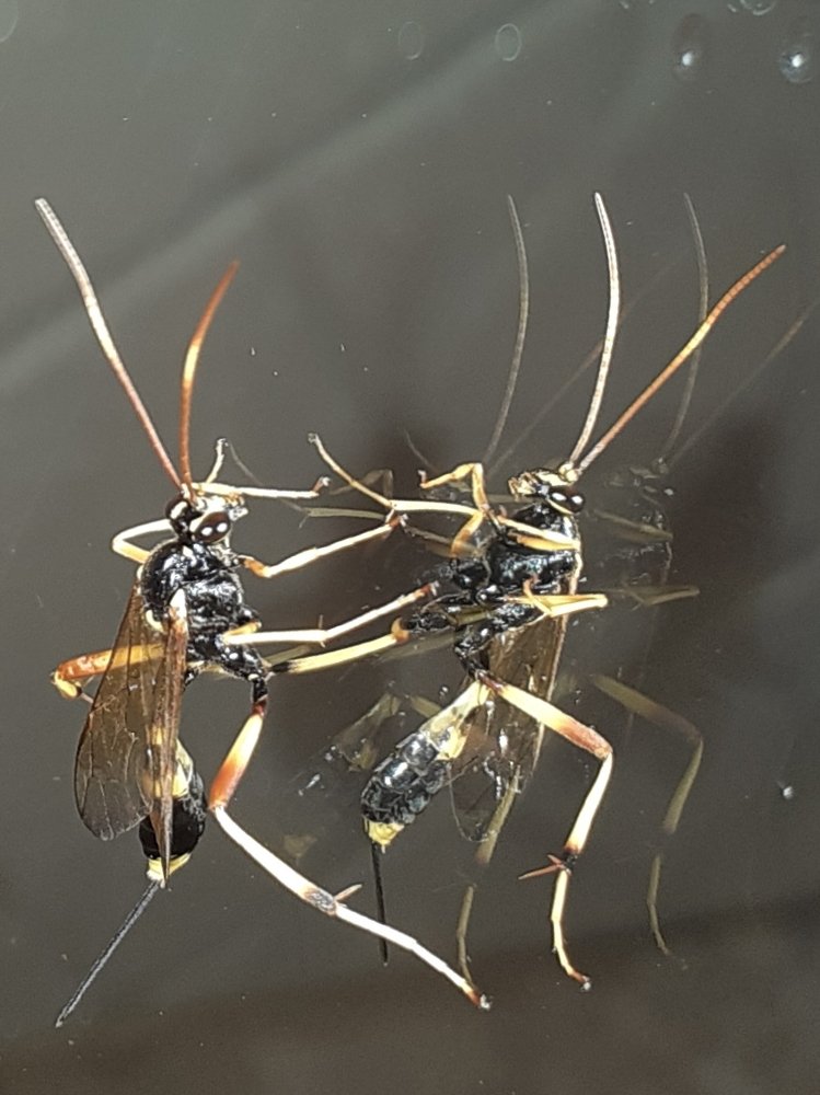 Fighting its idols...