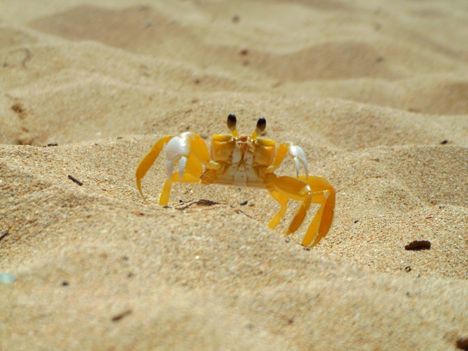 Cangrejo fantasma del atlántico.