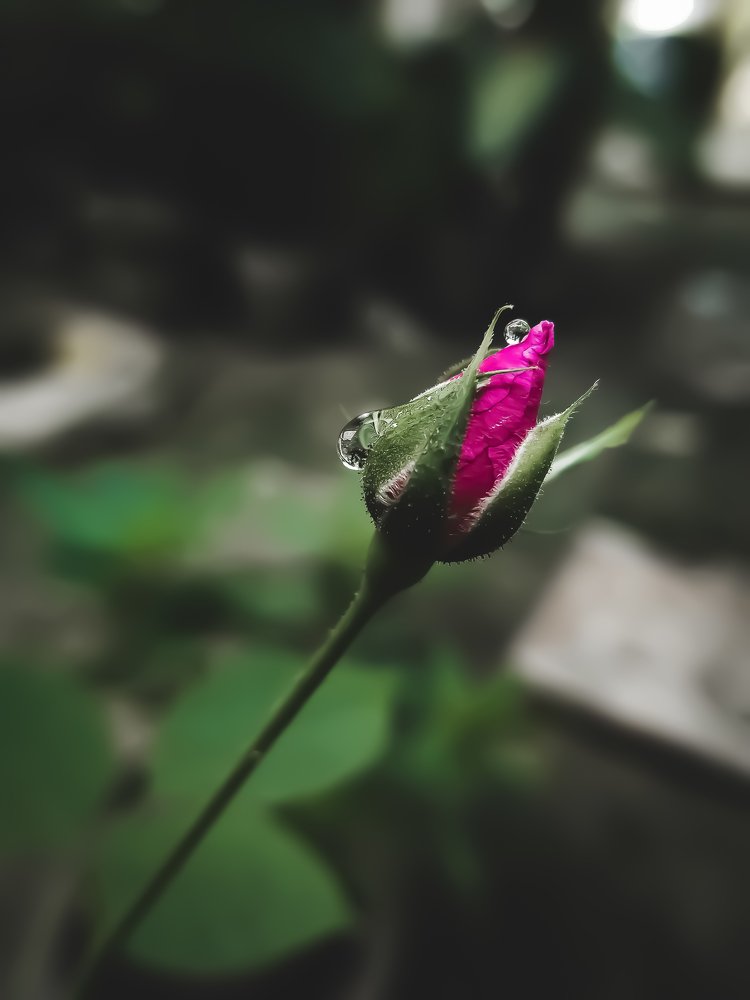 Фотография автора Aeshvarya Yadav