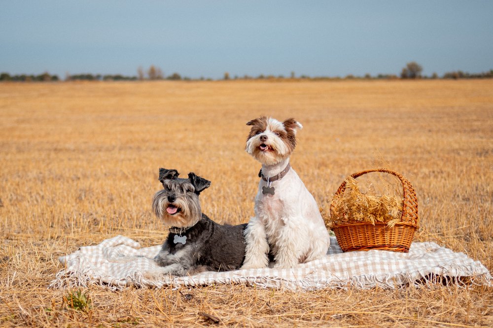 Photograph by Эльвира Грызлова