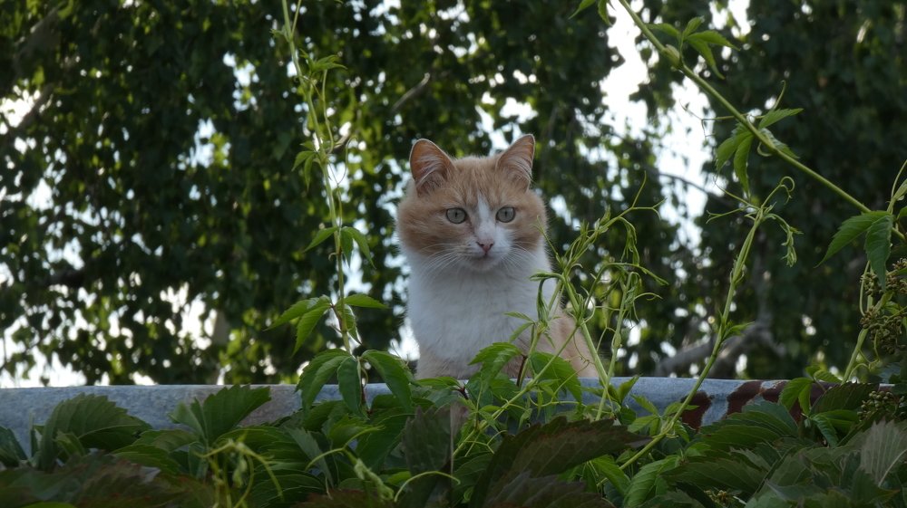 Photograph by Вячеслав Приходько