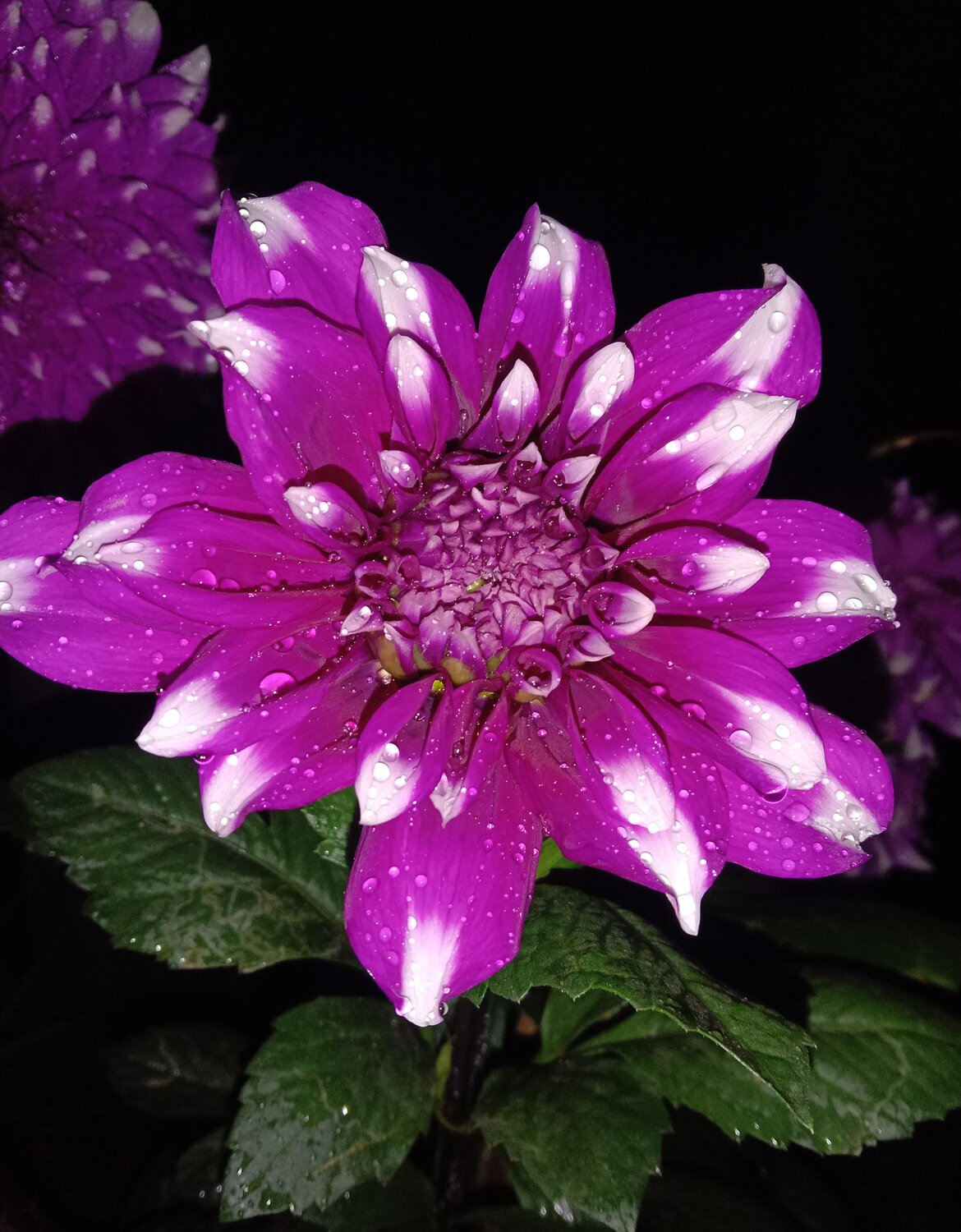 Photo #4993280