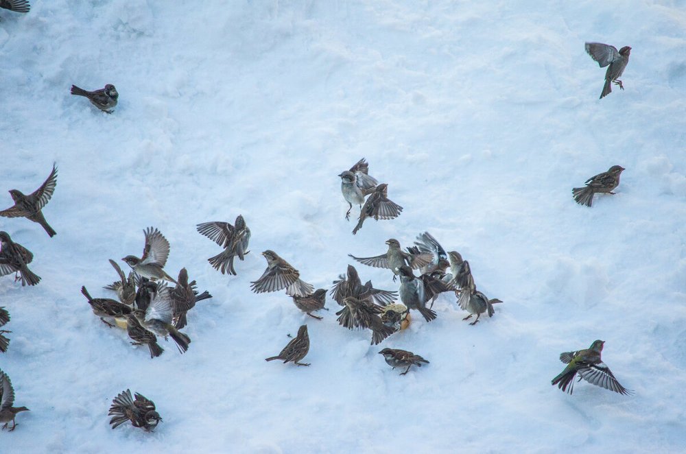 Свадьба соек.