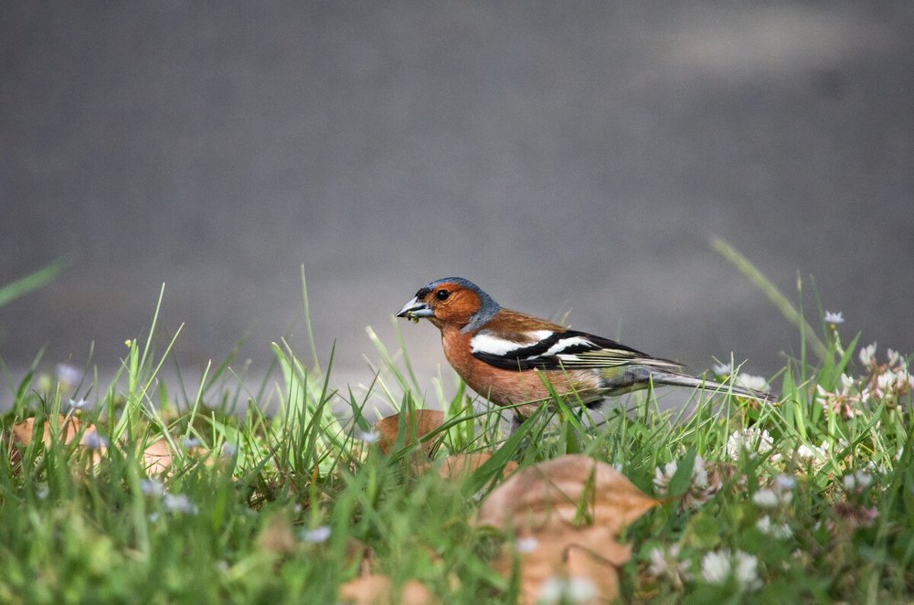 Фотография автора Темур Цивадзе