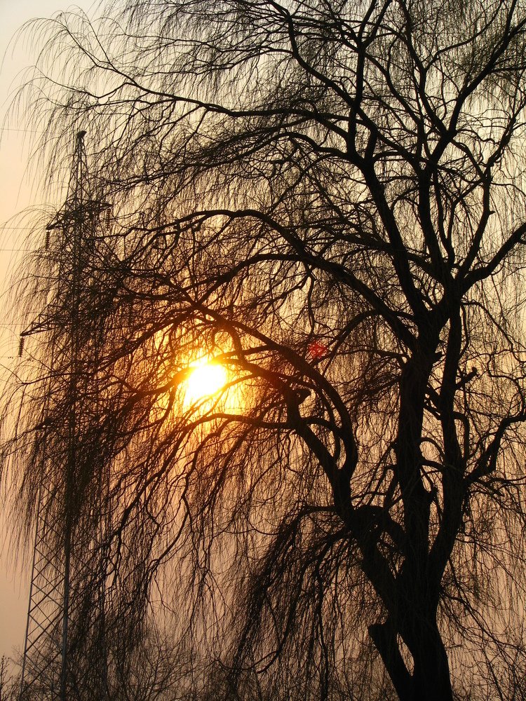 Photo #4993315