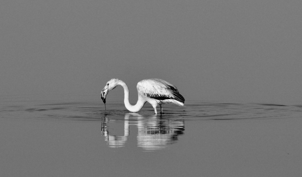 Photograph by Geo Lib