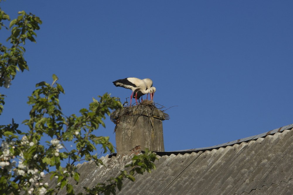 Photograph by Анна-Лаймуте Милошевич