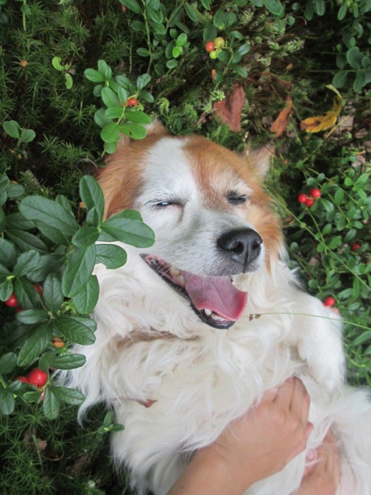 Photograph by Елена Малкова