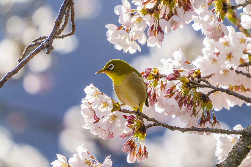 Photograph by Lee Khai