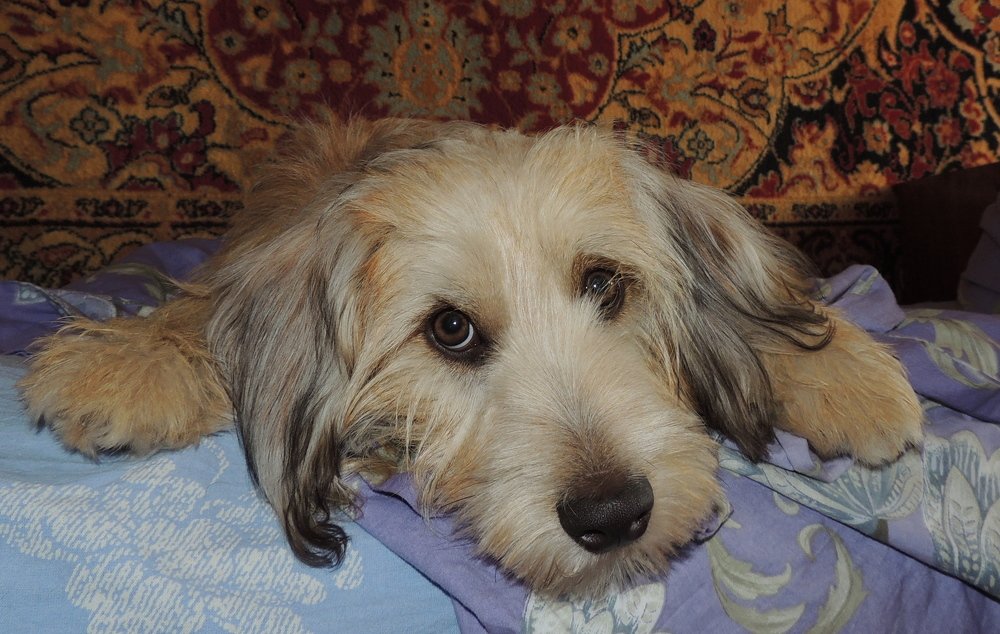 Взгрустнулось