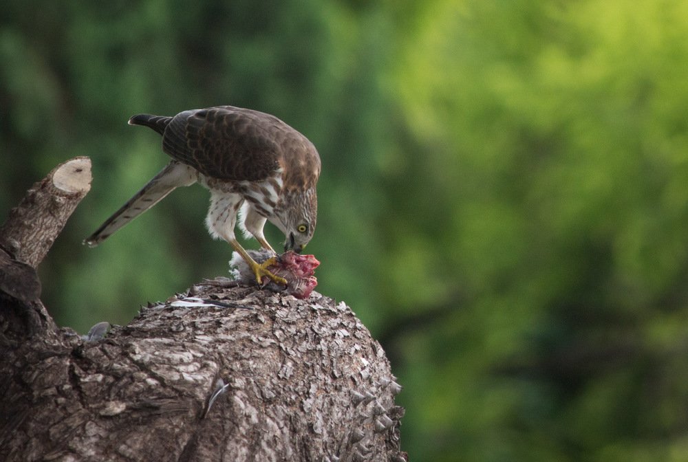 Photograph by Nyonika Rawal