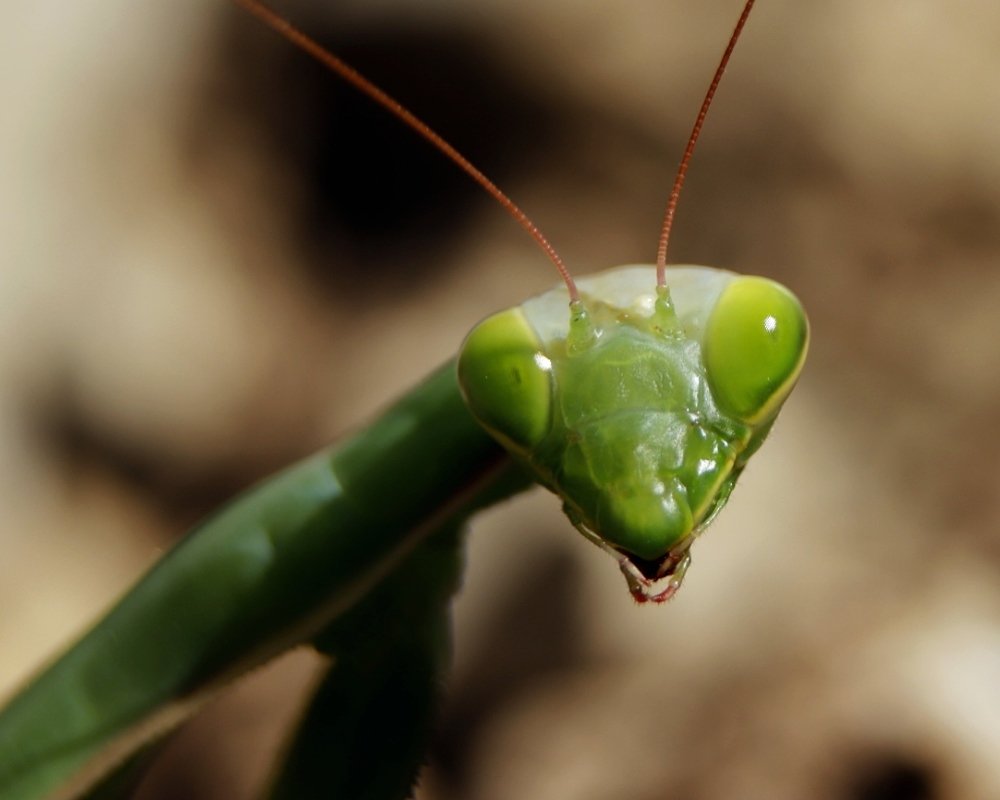 Photograph by Олег Башкуров