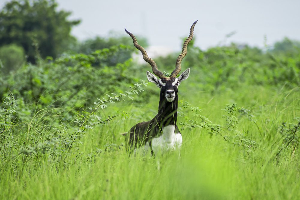 Photograph by mayur shrimali