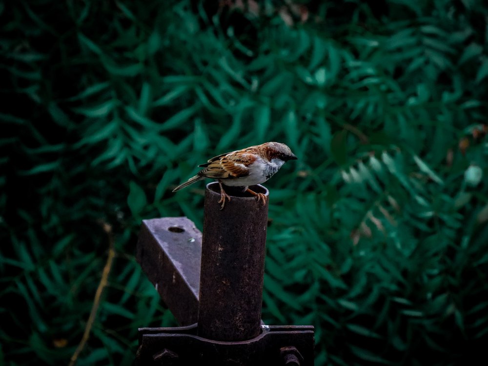 Photograph by Devmitra Jawalia