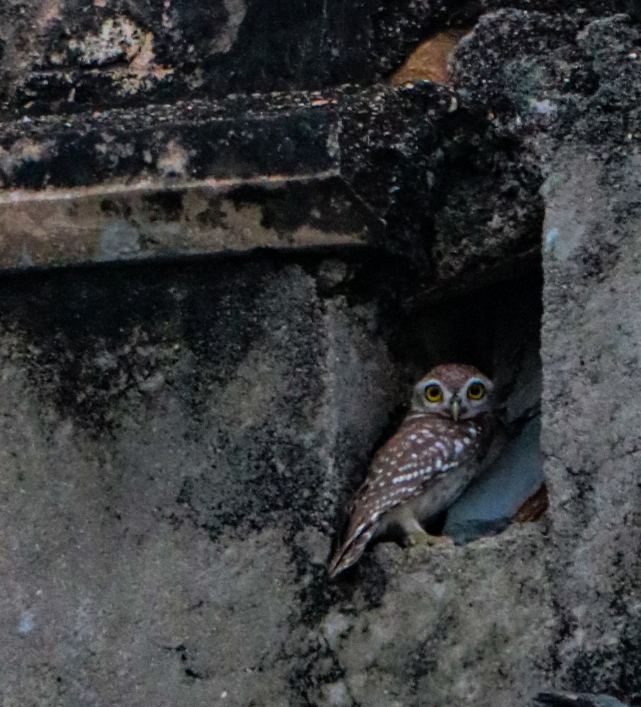 Photograph by Devmitra Jawalia