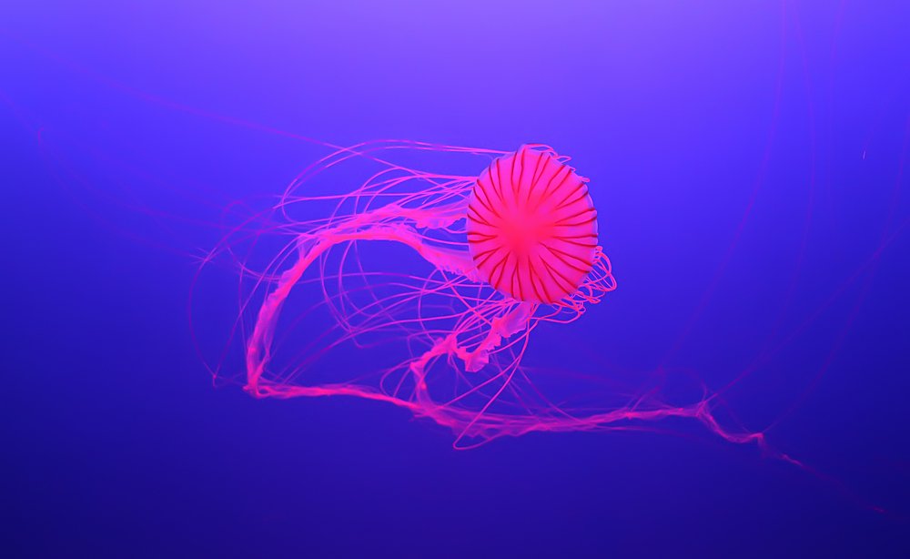 Фотография автора Anil Prabhakar