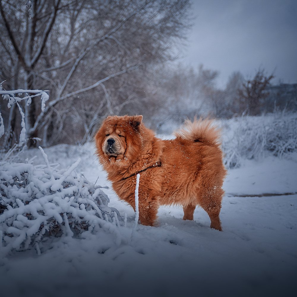 Фотография автора Светлана Лукьянова