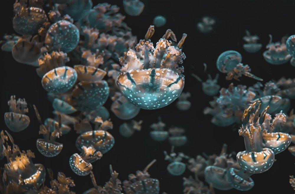 Фотография автора Anil Prabhakar