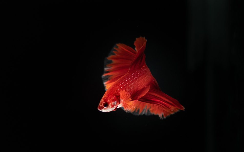 Фотография автора Anil Prabhakar