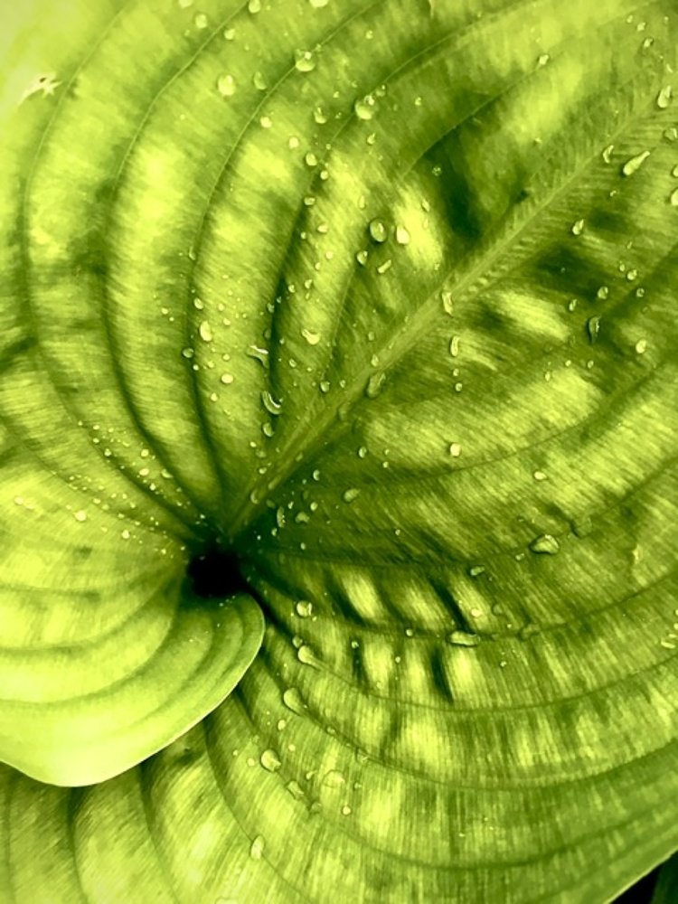 Whirlpool