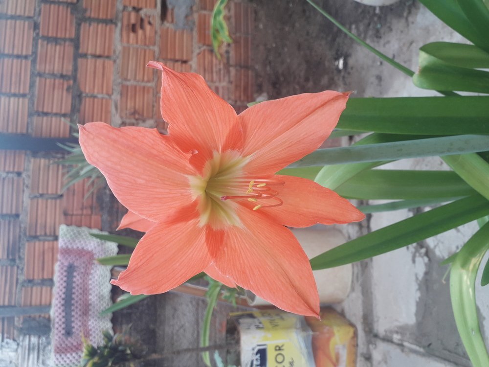 Açucena