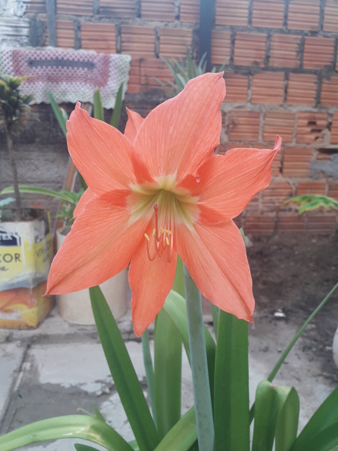 Açucena