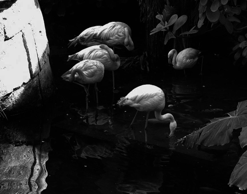 Photo #4994143