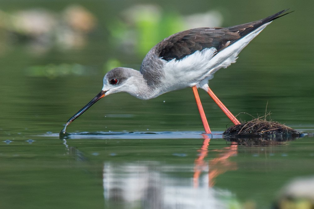 The mating of Black-winged Stilts