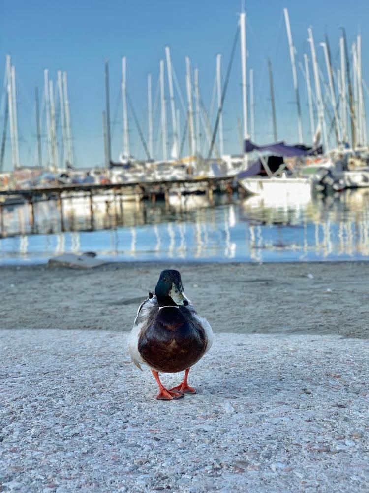 Photograph by Марина Неберекутина