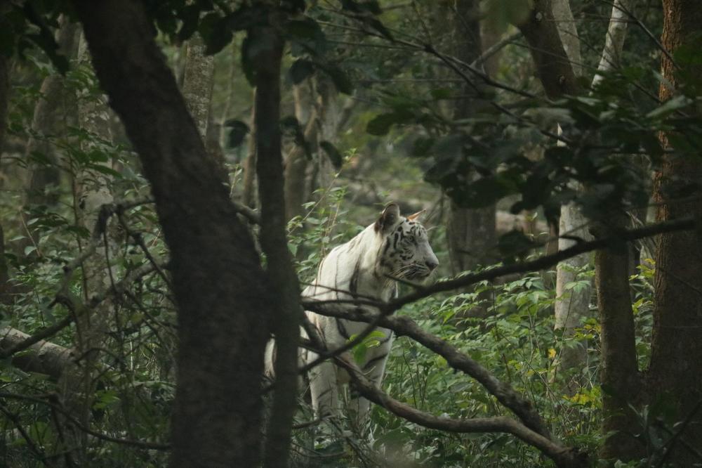 Photograph by DEBYENDU DAS