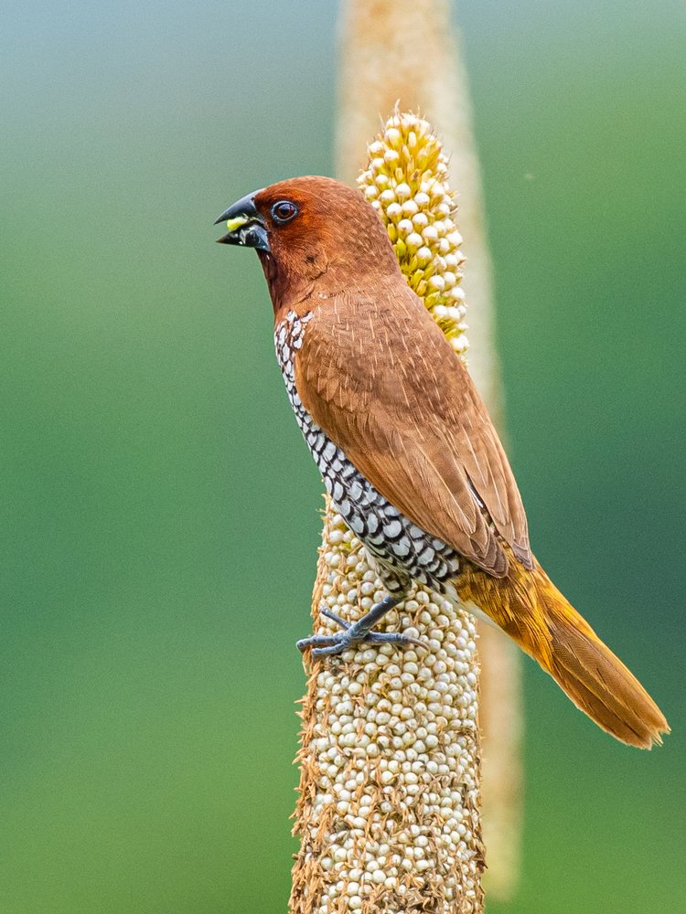 Photograph by Suman Paul