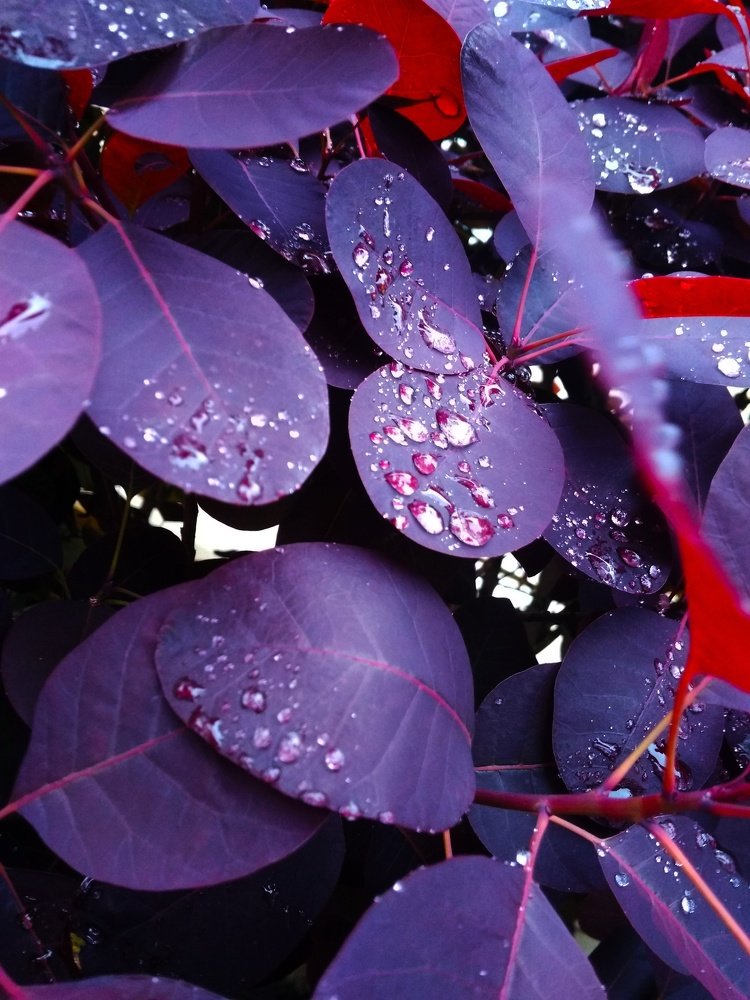 After Rain.