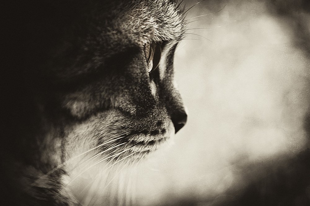 Photograph by Светлана Боброва