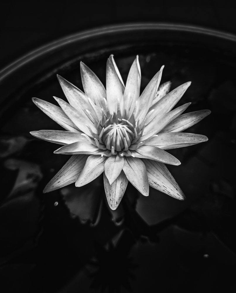 Снежная Лилия