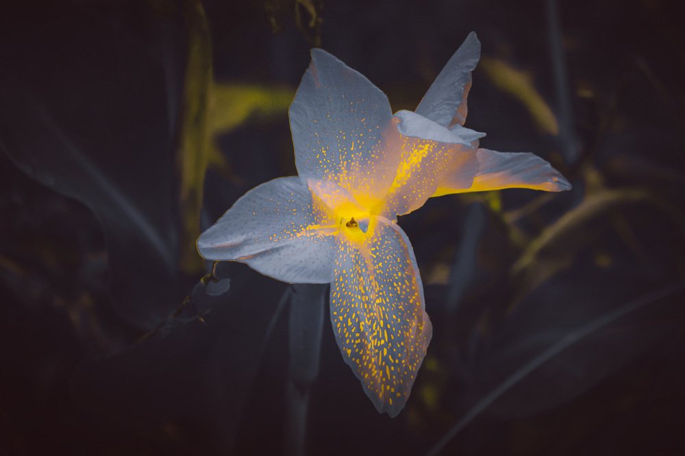 Photograph by Arun Kumar Nalimela