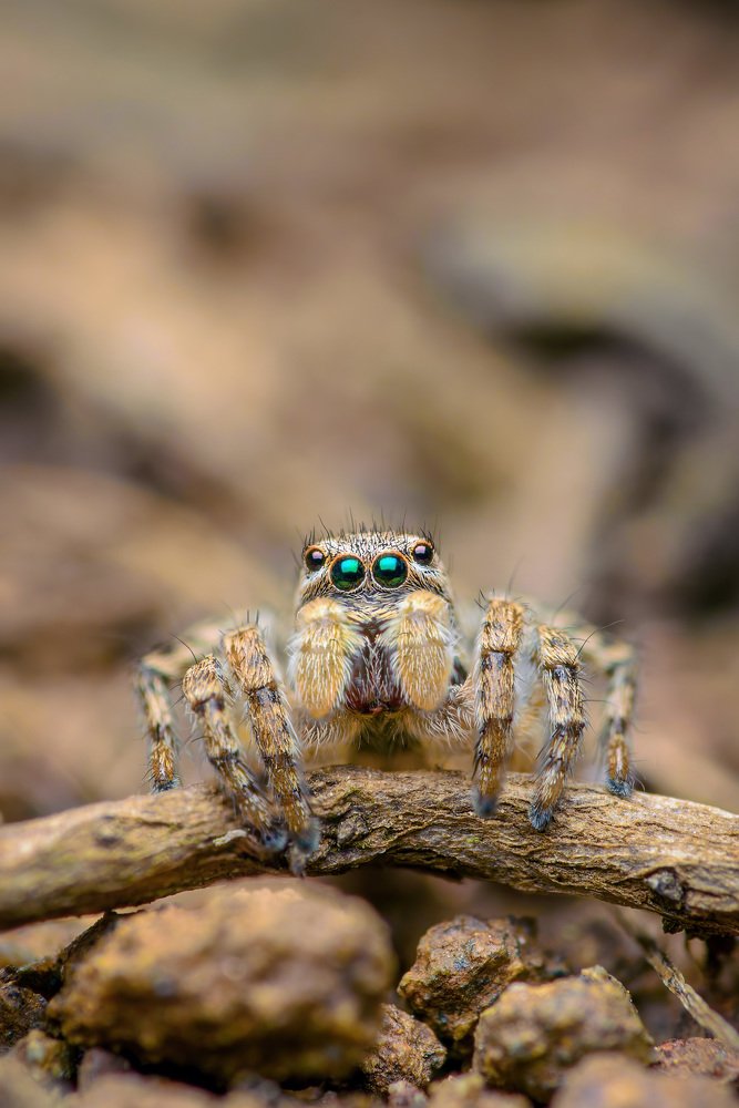 Фотография автора Сергей Чебанов