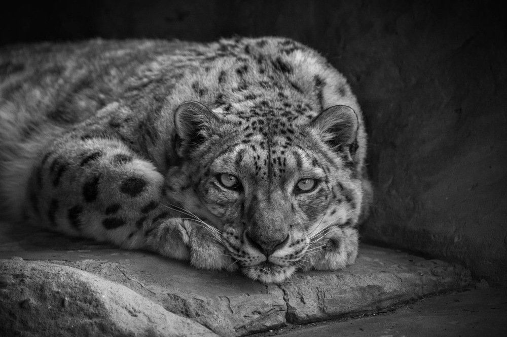 Snow Leopard